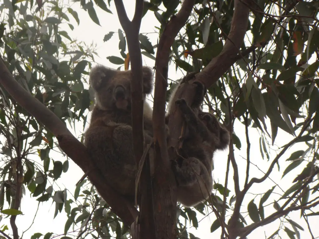 Two koalas in a tree on Kangaroo Island