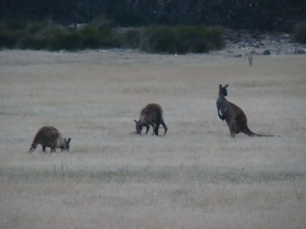 Three kangaroos on Kangaroo Island South Australia