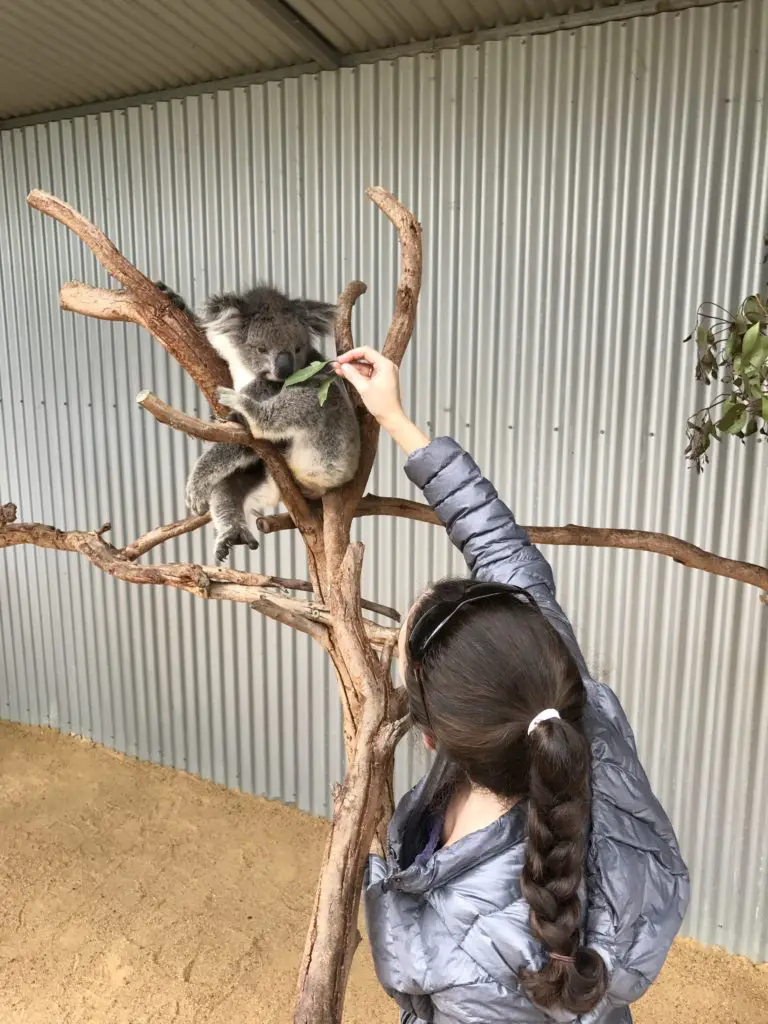 Kangaroo Island Wildlife Park with a koala