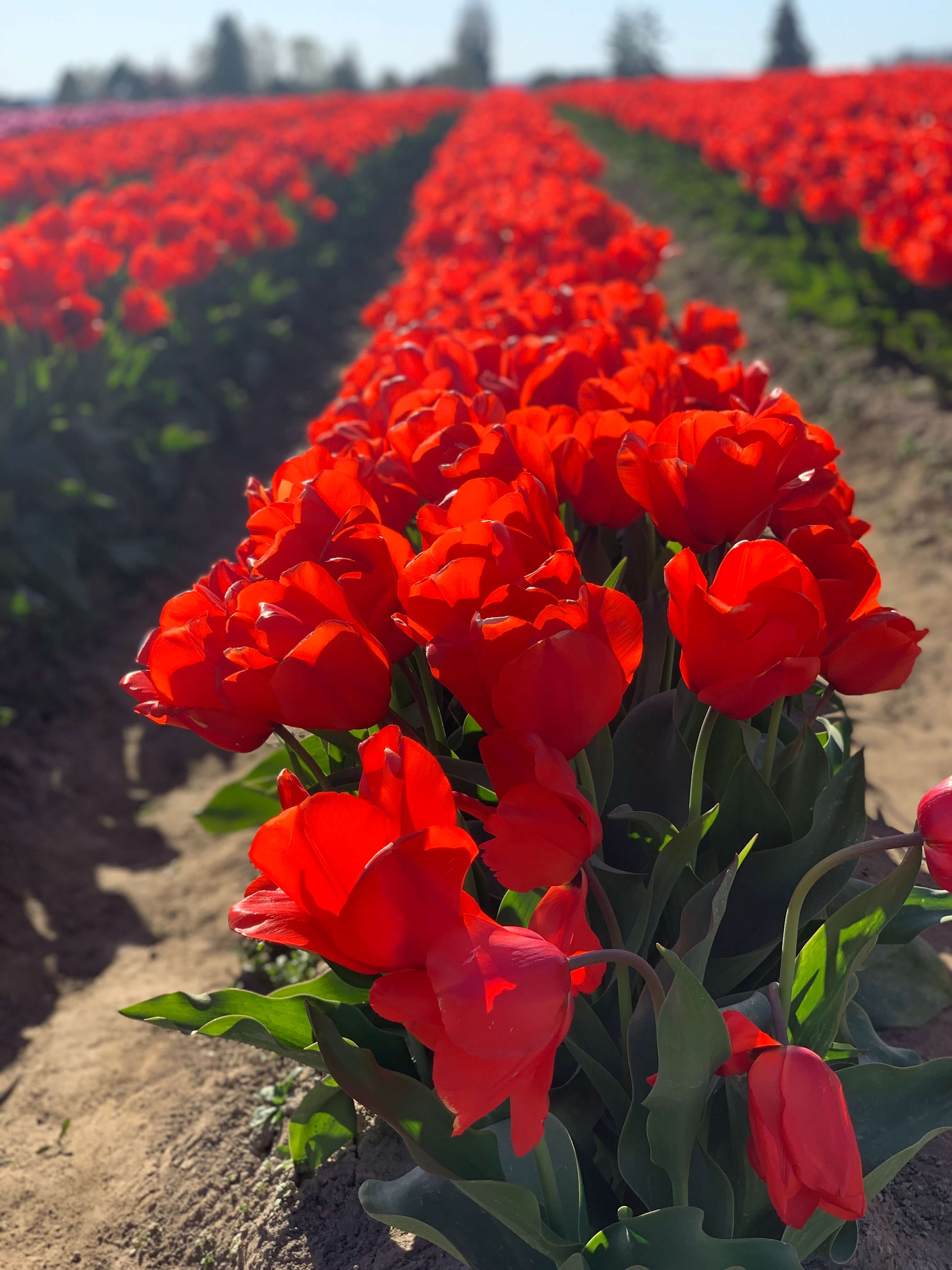 bright red tulips at the Skagit Valley Tulip Festival