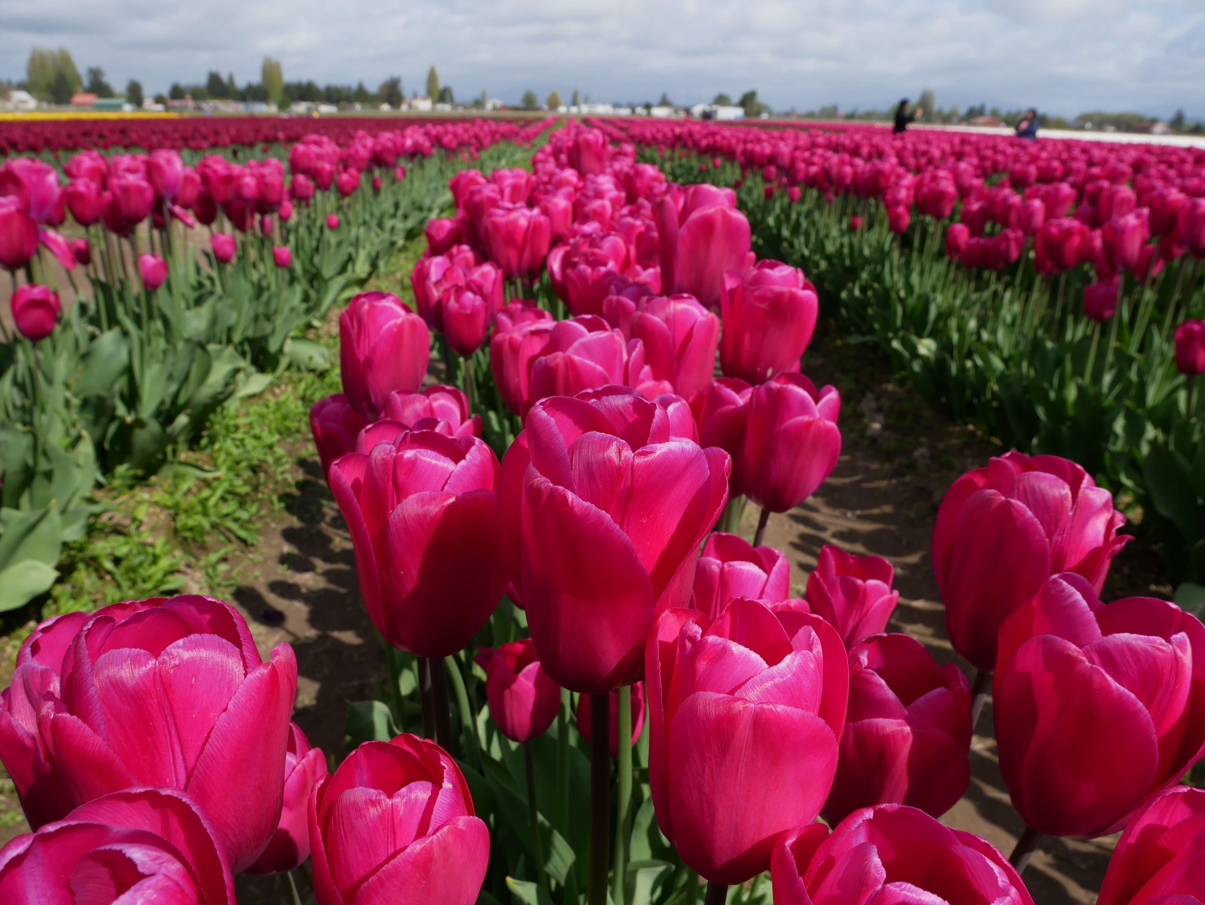 What to See at the Skagit Valley Tulip Festival (2023 Update!)