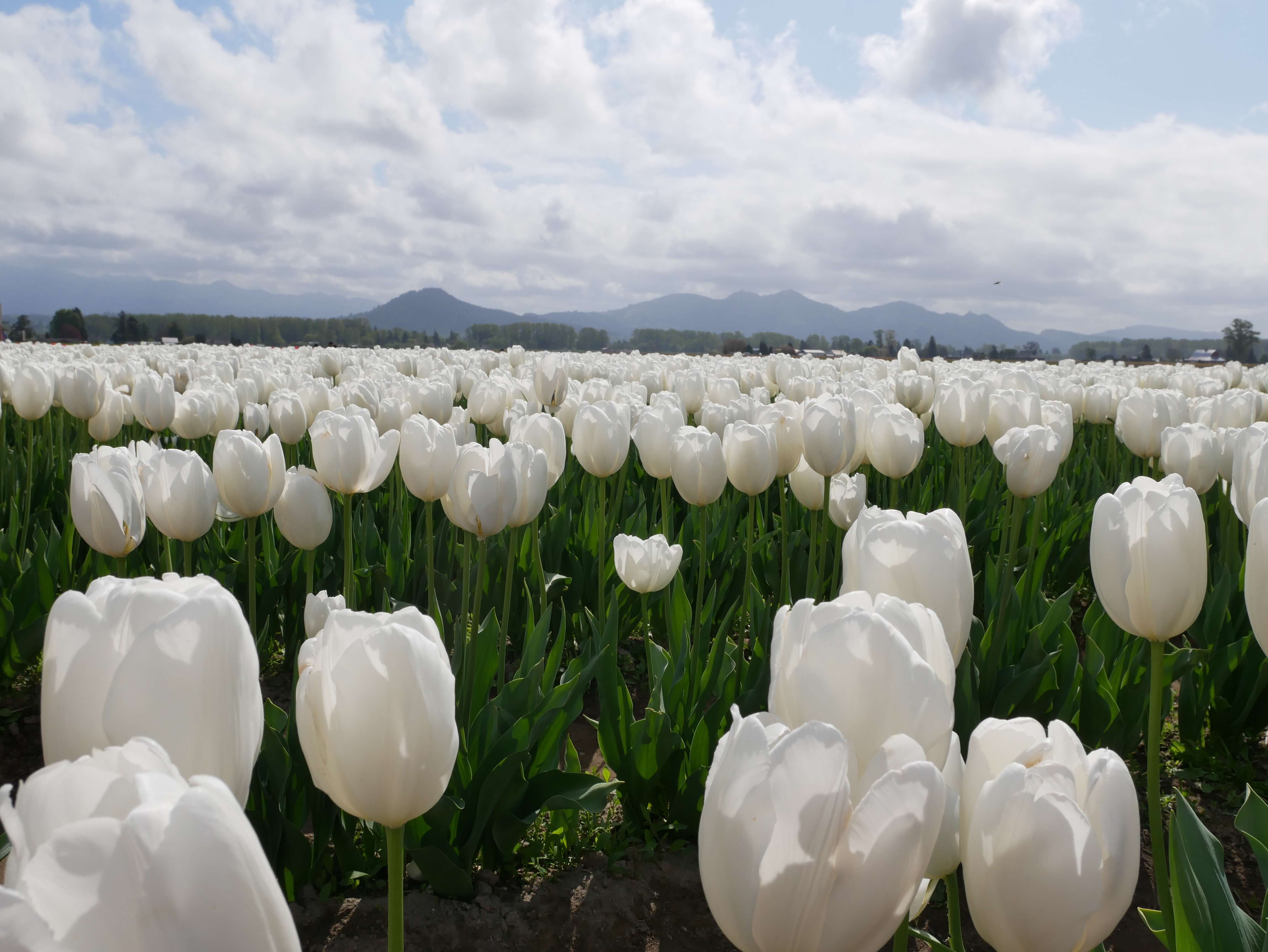 white tulips at the Skagit Valley Tulip Festival