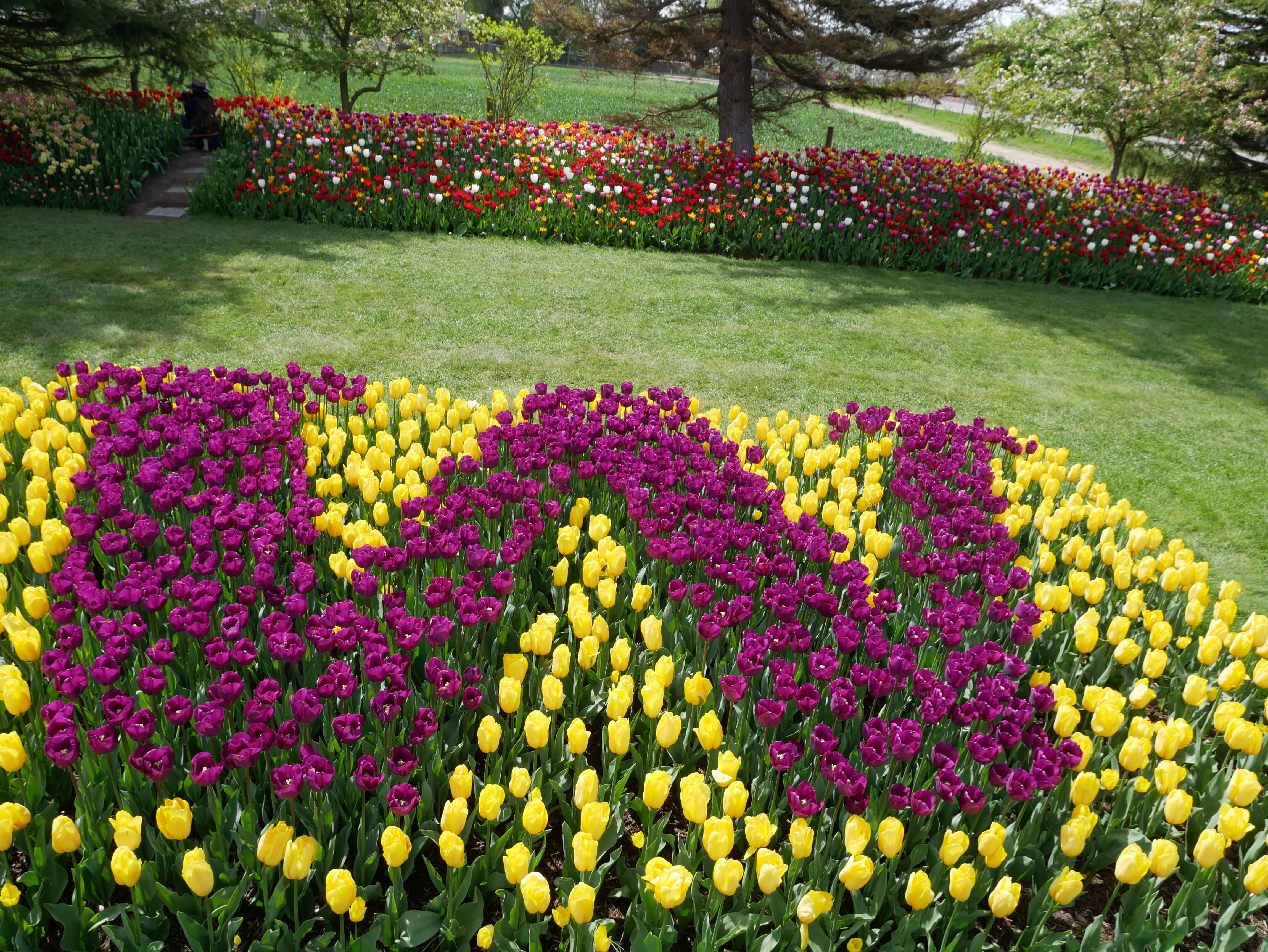 University of Washington tulips Skagit Valley Tulip Festival