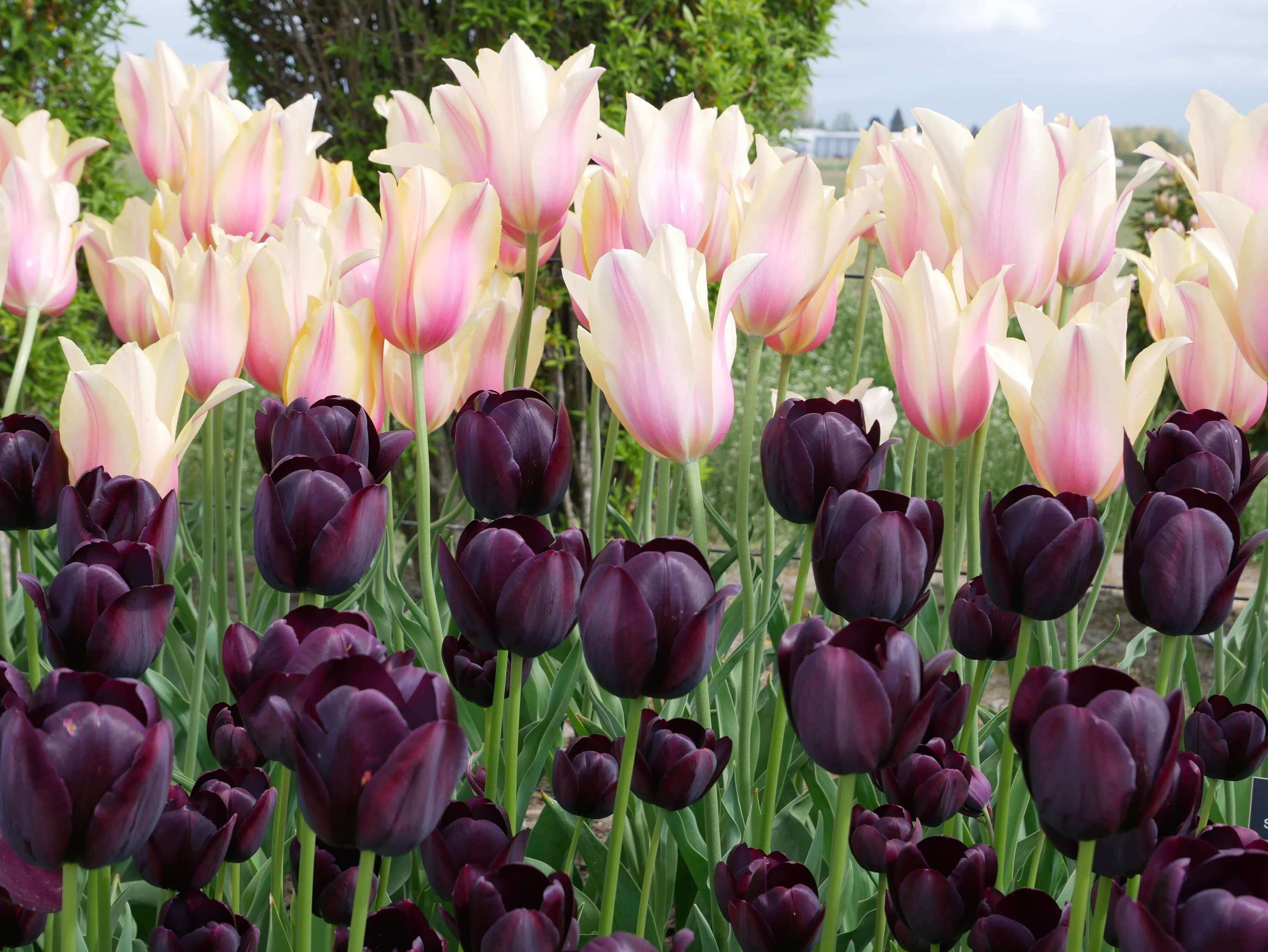 dark purple tulips at the Skagit Valley Tulip Festival