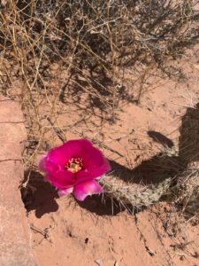 Blooming Cactus at Canyonlands National Park