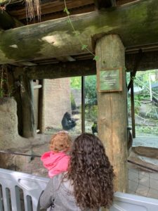 gorilla exhibit zoo