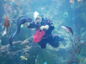 scuba diver in a tank at the Seattle Aquarium