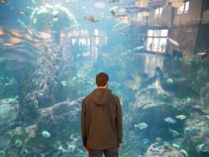 What to see at the Seattle Aquarium