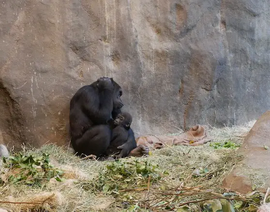 gorillas at the Woodland Park Zoo