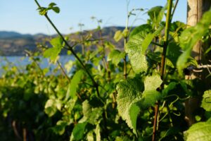 Vineyard at Tsillan Cellars in Chelan