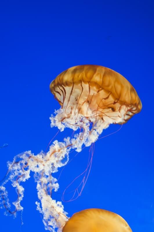 What to See at the Vancouver Aquarium