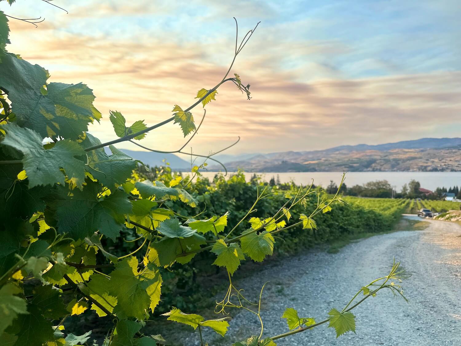 Vineyard at Tsillan Cellars with a view of Lake Chelan