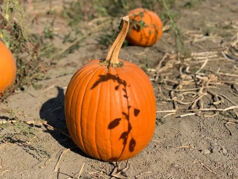 Our Review of the Pumpkin Patch at Swans Trail Farms