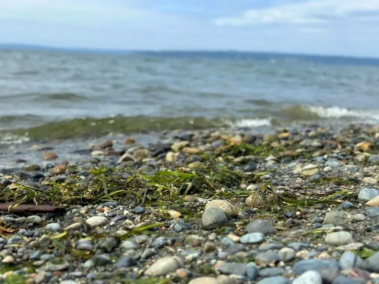 16 of Seattle’s Best Beaches (From a Local!)