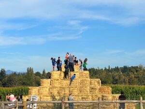 Hay pyramid at Swans Trail Farms pumpkin patch in Snohomish