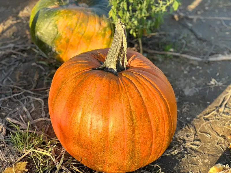 18 Best Pumpkin Patches Near Seattle (Full Review!) - Our Adventure Journal