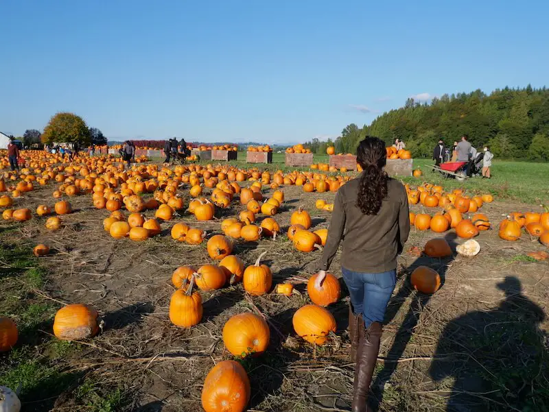 best pumpkin patches near Seattle, at Craven Farm in Snohomish