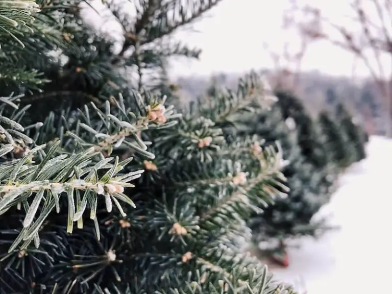 10 Best Christmas Tree Farms Near Seattle (2023)
