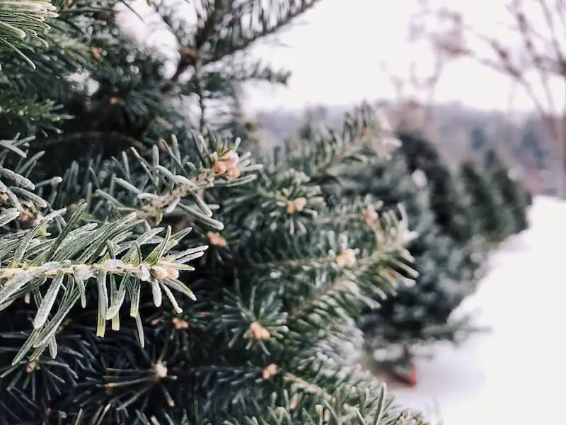 Best Christmas Tree Farms Near Seattle