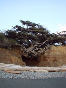 Tree of Life at Kalaloch Beach