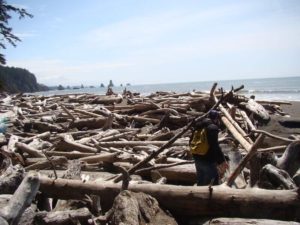 Third Beach WA driftwood logs