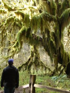 Hoh Rain Forest Hall of Mosses