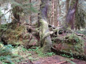 nurse log at the Hoh Rain Forest Hall of Mosses