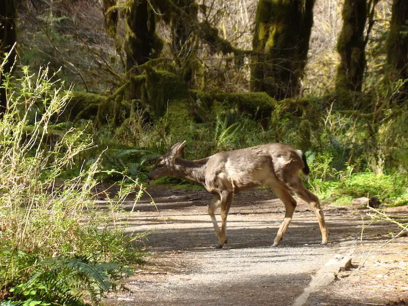 deer at the Hoh Rain Forest