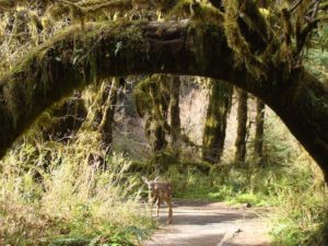 deer on the Hall of Mosses Trail