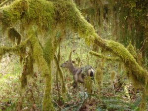 deer at the Hoh Rain Forest Hall of Mosses