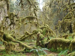 Hoh Rain Forest