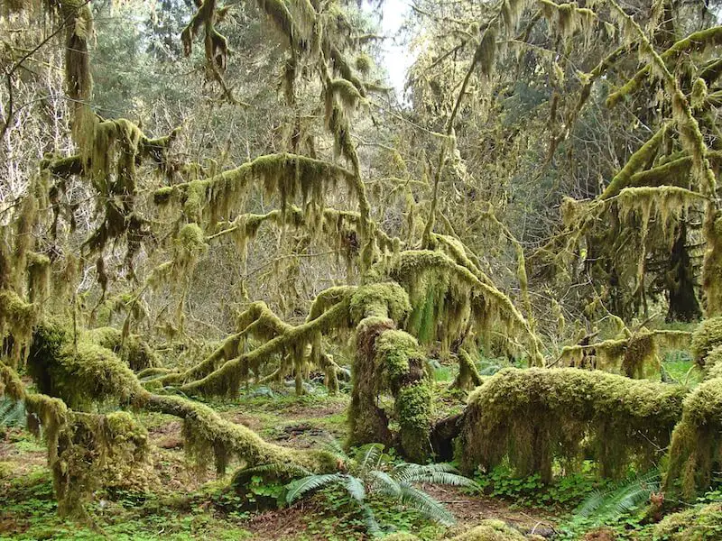 Hoh Rain Forest, Hall of Mosses in Olympic National Park