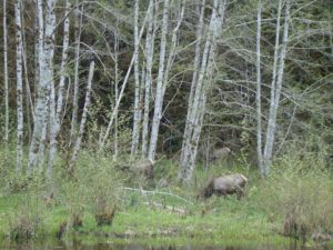 Elk Hoh Rain Forest