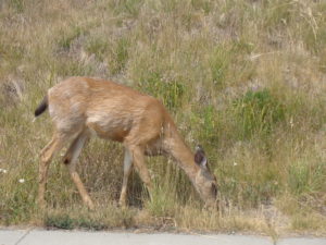 deer at Hurricane Ridge