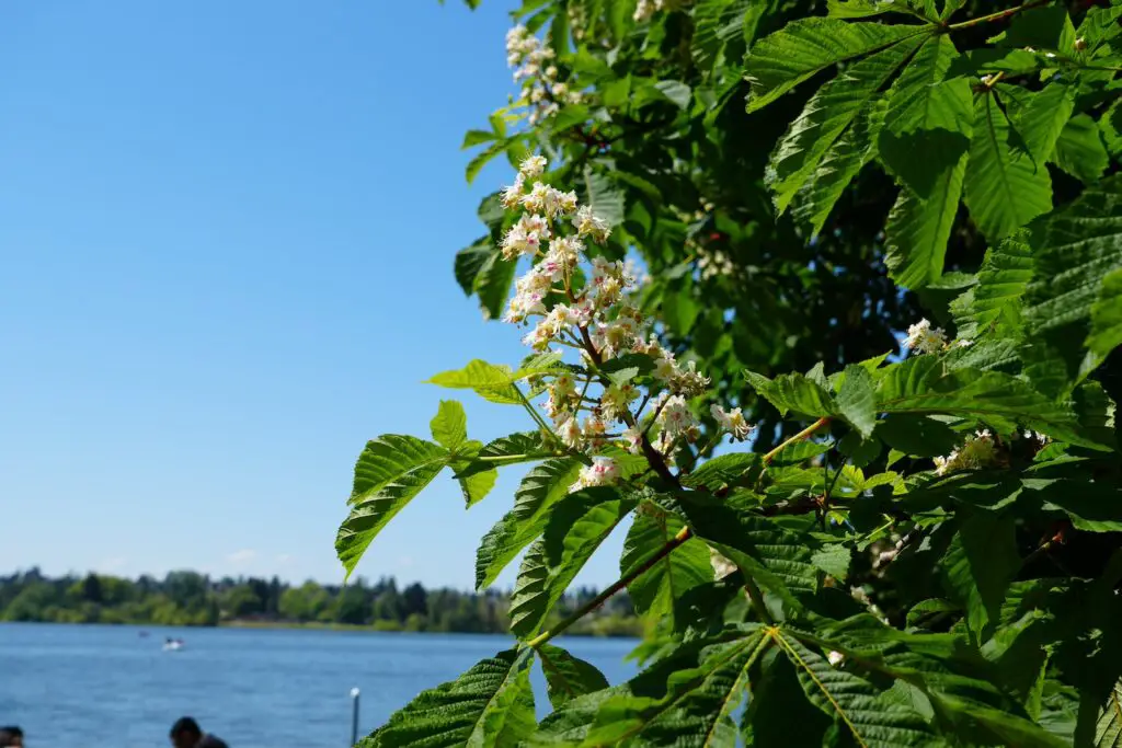 Pretty foliage Green Lake