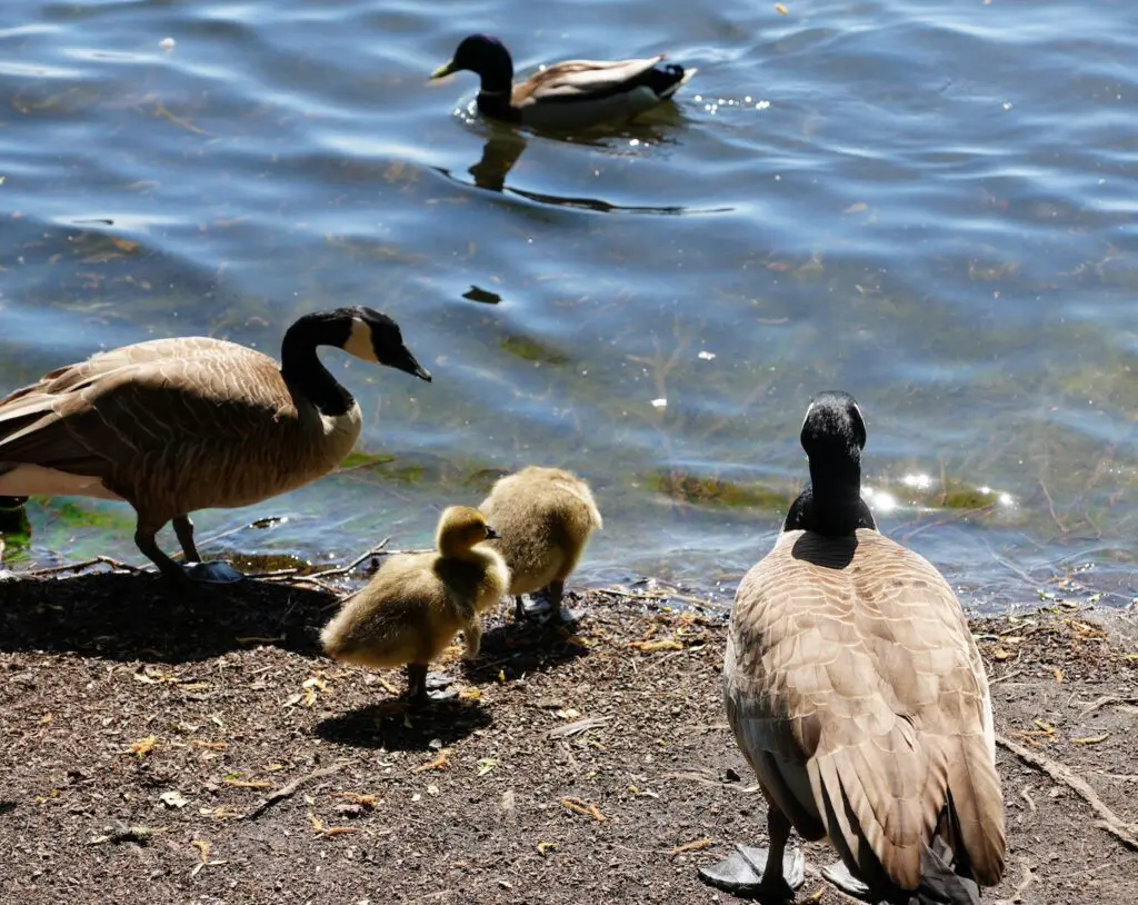 Baby geese at Green Lake
