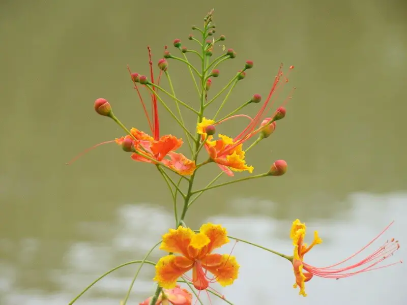 Beautiful flower in the Amazon Rainforest