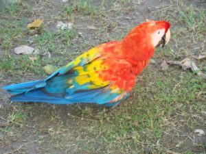 Macaw Amazon Rainforest Iquitos Peru