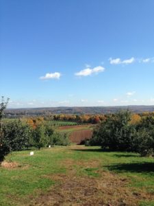 apple orchard in Connecticut