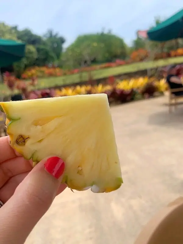 Our Visit to the Dole Pineapple Plantation (Full Review!)