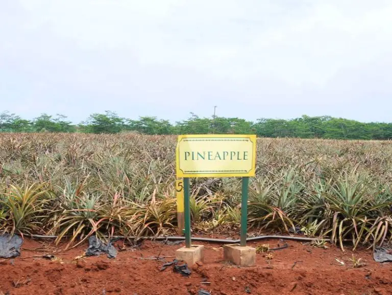 Our Visit To The Dole Pineapple Plantation (Full Review!) - Our ...