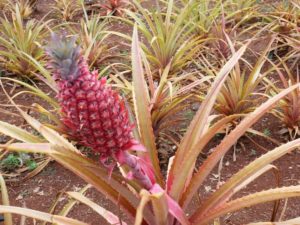 Red Pineapple at the dole pineapple plantation