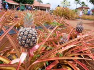 Pineapple at the Dole Pineapple Plantation