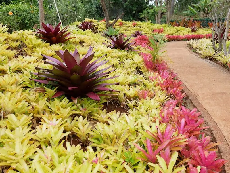 Dole Pineapple Plantation garden