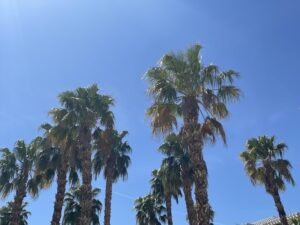 palm trees at WorldMark Indio 