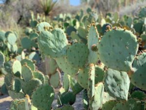 Cactus in Palm Springs, California