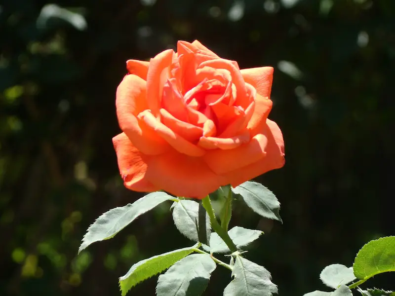 Rose in the Alhambra