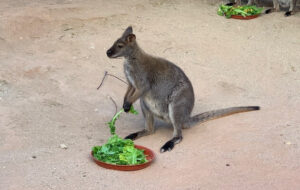 Living Desert Gardens and Zoo (Wallaby Enclosure) in Palm Springs, California