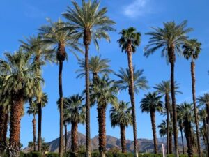 Best things to do in Palm Springs, California