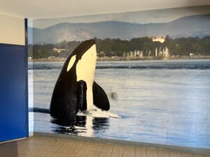 Whale watching in Victoria BC lobby